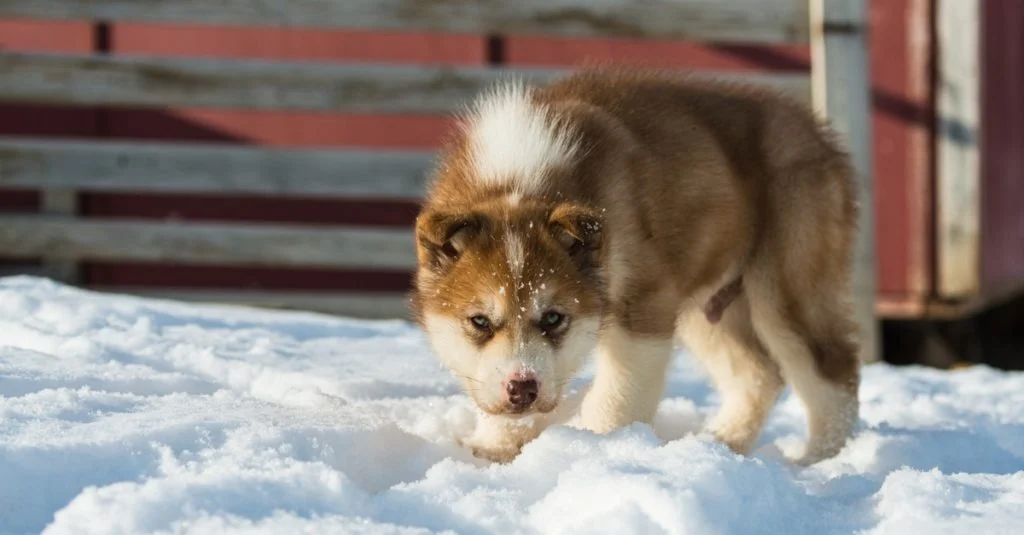 Greenland Dog Puppy